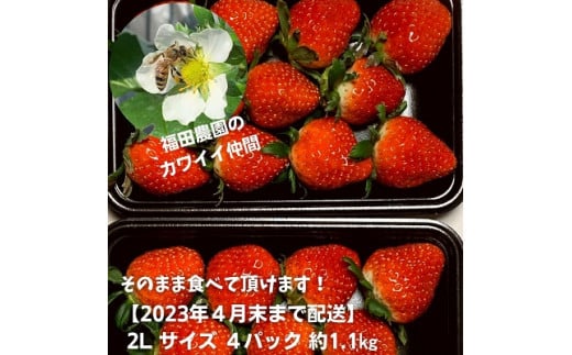 【春いちご】福田さんちのイチゴ（さぬきひめ）【2Lサイズ×2パック×2箱】  約1.1kg以上【配送不可：離島】苺 農園直送 いちご採れたて直送