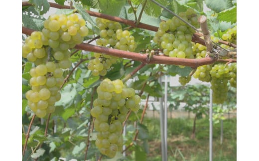 白ワインは、ソービニヨンブラン種を100％使用しています　