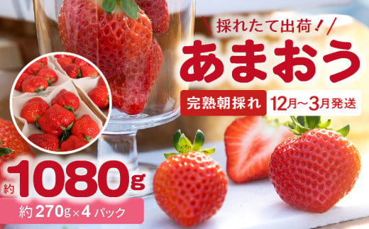 【完熟朝採れ】福岡県産ブランドいちご(12月～3月発送) あまおう 約270g×4パック R00202 1057543 - 福岡県上毛町