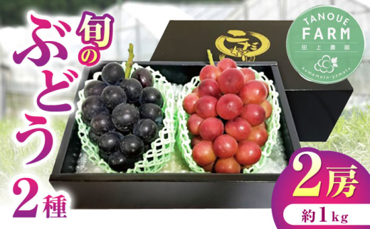 [2024年先行予約][限定数量]熊本県産 ぶどう 食べ比べ 2種セット 約1kg 計2房 詰め合わせ 果物 葡萄[田上農園]
