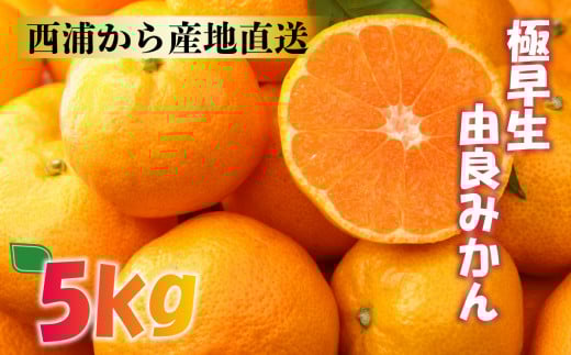 【価格改定予定】極早生 由良 みかん 約 5kg  産地直送 数量限定 柑橘 西浦 沼津 蜜柑 1064169 - 静岡県沼津市
