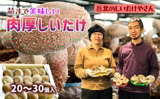 【2024年11月頃から発送】芯まで美味しい肉厚しいたけ 218512 - 高知県いの町