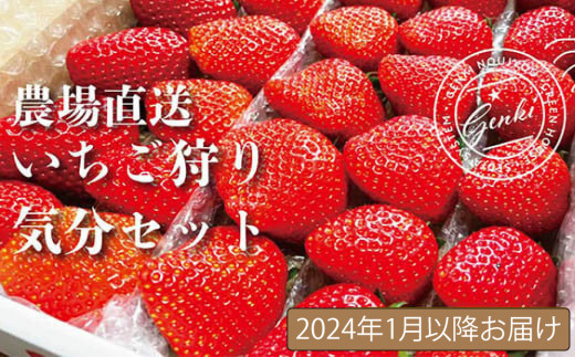 いちご 食べ比べ 800g かおり野 よつぼし 紅ほっぺ 恋みのり 完熟 7品種 から 2種類 お届け