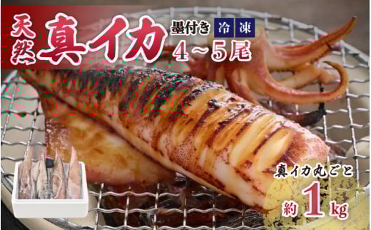 【期間限定】新鮮・朝獲れ！ 墨付き 天然 真イカ（剣先イカ）丸ごと 約1,000g（4～5尾） たまり醤油と刺身専用しおり付き[m21-a025]