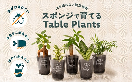 【土を使わない観葉植物】Table Plantsテーブルプランツ　選べる2鉢セット 1122024 - 愛知県豊橋市