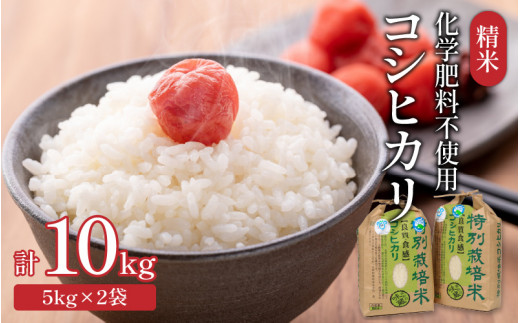 【令和5年産】 化学肥料不使用コシヒカリ 精米10kg（5kg×2袋） / 白米 米 福井県あわら市産 美味しい 特別栽培米 減農薬 安心な米 旨味  甘み もっちり エコファーマー こしひかり 冷蔵保管米