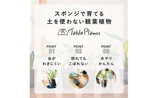 愛知県豊橋市のふるさと納税 【土を使わない観葉植物】Table Plantsテーブルプランツ　選べる2鉢セット