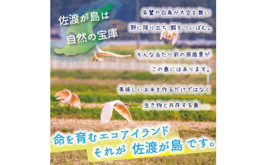 ふるさと納税 新潟県 佐渡市 【新米・先行予約】【6か月定期便