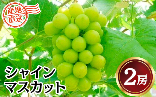 [値上げ予定]今がおすすめ![先行予約]2024年発送分 シャインマスカット 先行予約 約1.1〜1.2kg(2〜3房) フルーツ 山梨 ぶどう 贈答用 富士川町