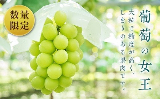 【先行予約】シャインマスカット 約600g×3房（約1.8kg）フルーツ ぶどう ブドウ 葡萄 F4D-0075 584977 - 福島県西会津町