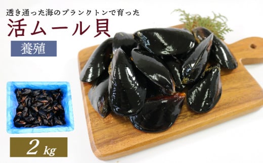 【予約販売 6月~ 順次発送 】 活ムール貝 2kg ( 貝 むーるがい 活 養殖 貝類 三陸産  パエリア 蒸し パスタ )