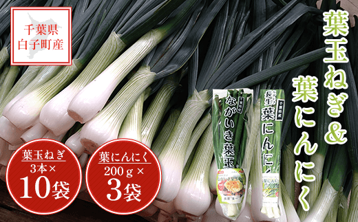 【先行予約・2025年1月以降発送】葉玉ねぎ(3本×10袋)＆葉にんにく(200ｇ×3袋） ふるさと納税 葉たまねぎ はたまねぎ 葉玉ねぎ 葉にんにく ニンニク 玉ねぎ たまねぎ 千葉県 白子町 送料無料 SHT002 1052834 - 千葉県白子町