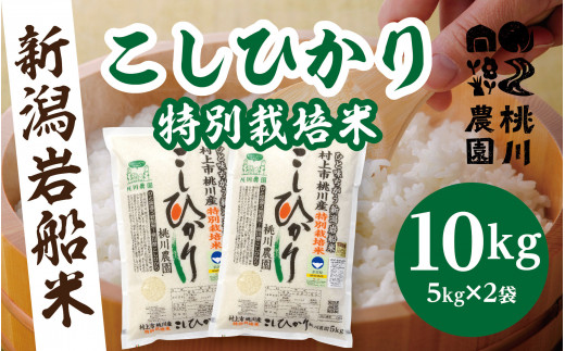 AB4038 【令和5年産米】【精米即日発送】 新潟県村上市桃川産 特別栽培