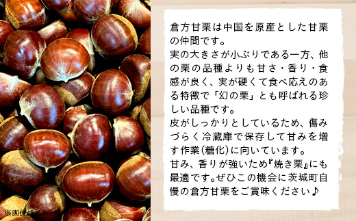 365 倉方甘栗 4kg 栗 甘栗 希少品種 数量限定 くり 先行予約 2024年10月頃から発送予定