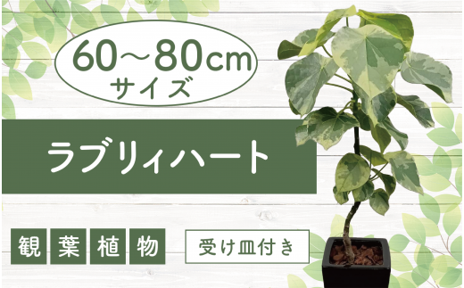 2025年5月中旬～発送【観葉植物】ラブリィハート60cm～80cm【農林水産省 品種登録】(T&P/055-1496) 観葉 植物 インテリア 鉢植え 鉢植 グリーン 自然 ナチュラル 美しい 清涼感 園芸 室内 オフィス リラックス おしゃれ 鹿児島 指宿 いぶすき インテリアグリーン ラブリィハート 風水【配送不可地域：北海道・沖縄県・離島】 235422 - 鹿児島県指宿市