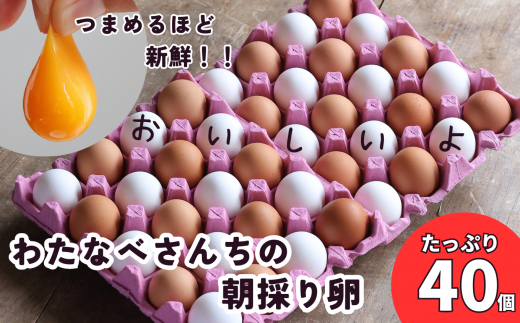 朝採り 新鮮！ 濃厚で美味しい卵 たっぷり40個(36個＋割れ補償4個