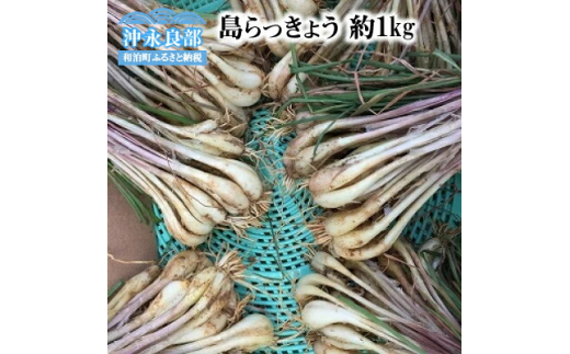 【先行受付】おうち居酒屋。島らっきょう 約1kg /沖永良部島産【4月初旬～7月下旬】|