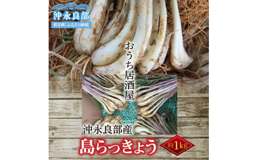 【先行受付】おうち居酒屋。島らっきょう 約1kg /沖永良部島産【4月初旬～7月下旬】|