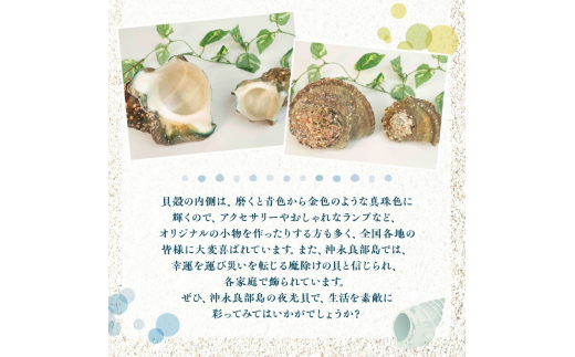 ■ 沖永良部島の天然夜光貝の貝殻（加工用）２キロ　サイズ不揃い