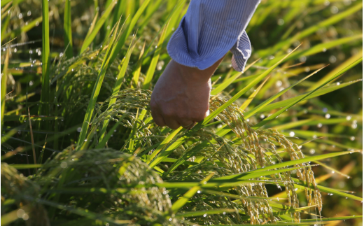 米ぬかには多くの栄養分が含まれているので、土壌にとっても稲にとってもよい影響を与えます。それでも雑草は生えるのであとは手作業です