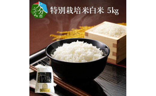 【B01019】特別栽培米ぴかまる白米 5kg 313235 - 大分県大分市