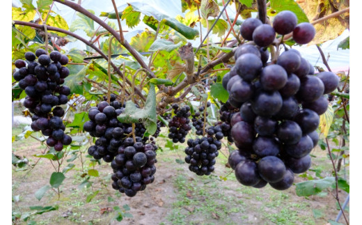 マスカットベーリーAは、生食用、醸造（ワイン）用それぞれに用いられる黒ぶどう品種です