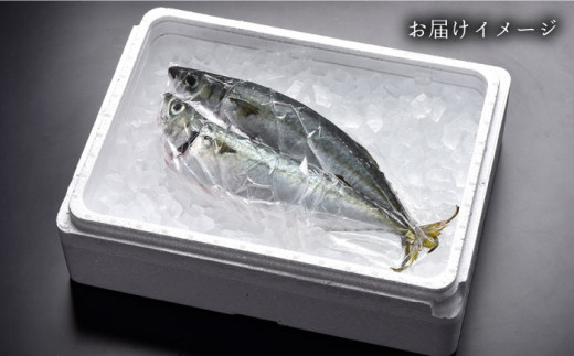 【受付停止】【着日指定 可能】【平戸生まれのブランド魚】平戸なつ香 サバ 約500g×2尾 平戸市 / 坂野水産 [KAA201]