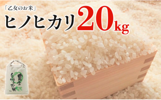 令和6年産「乙女のお米」ヒノヒカリ　20kg 230259 - 福岡県田川市