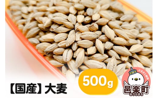【国産】大麦 500g×1袋 サイトウ・コーポレーション 飼料 1075547 - 群馬県邑楽町