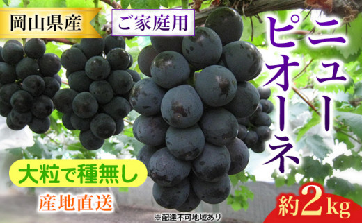 ぶどう 2024年 先行予約 ご家庭用 ニュー ピオーネ 合計2kg以上 産地