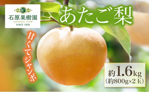 梨 2024年 先行予約 あたご梨 約800g×2玉 化粧箱 ナシ なし 岡山県産 国産 フルーツ 果物 ギフト 石原果樹園 [№5220-0563]