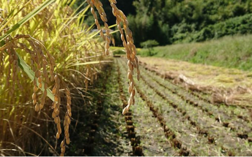 奥久慈 大子産米 令和５年産米 コシヒカリ （白米）10kg 茨城県 大子町