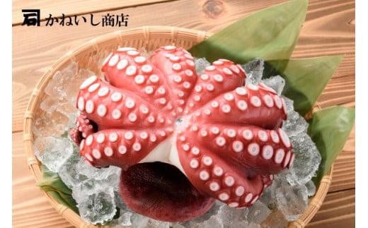 かねいしの蒸し蛸1尾【約1kg】 851336 - 福島県いわき市