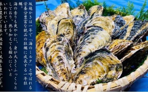 牡蠣 生食用 坂越かき 殻付き 45～50個[ 生牡蠣 真牡蠣 かき カキ 冬