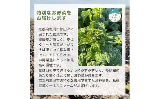 菜の花 2kg（200g×10パック）京都府産【京都クーネルファーム】減農薬栽培※着日指定不可※2023年12月中旬～2024年1月下旬頃発送予定