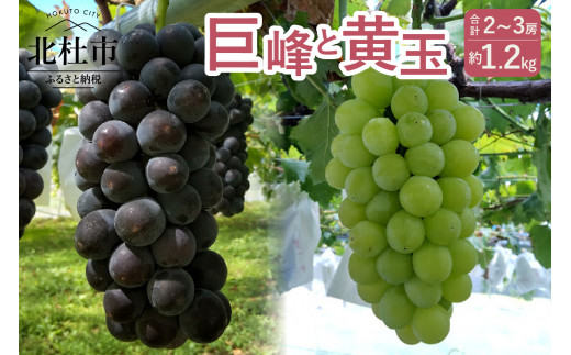 巨峰・黄玉セット 1045388 - 山梨県北杜市