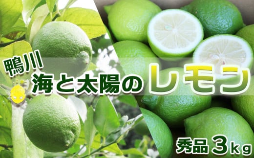 《先行予約》【皮まで食べられる】海と太陽のレモン【秀品】３kg（約25個）[１月発送]　[0011-0057] 500535 - 千葉県鴨川市