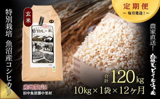 【通年受付】≪令和5年産≫【定期便／全12回】農家直送！魚沼産コシヒカリ特別栽培「白羽毛の米」玄米(10kg×1袋)×12回 120kg