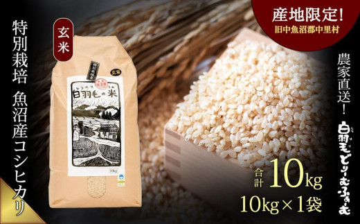【通年受付】≪令和5年産≫　農家直送！魚沼産コシヒカリ特別栽培「白羽毛の米」玄米(10kg×1袋) 10kg|