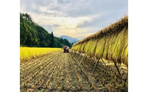 令和5年産 飛騨高山産「いのちの壱」（白米）5kg 飛騨産 お米 ご飯 ごはん クオリティ飛騨高山 TR4202