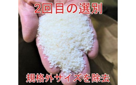 【定期便×9回】20kg 大手有名百貨店出荷米 あきたこまち 令和5年産米