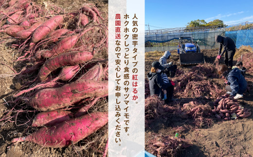 農園直送 福岡県産 紅はるか 10kg べにはるか さつまいも サツマイモ