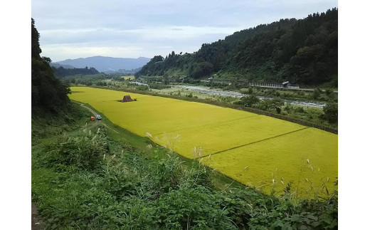 通年受付】≪令和5年産≫【定期便／1ヶ月おき全6回】農家直送！魚沼産