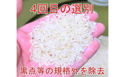 25kg（5kg×5）大手有名百貨店出荷米 あきたこまち 令和5年産米