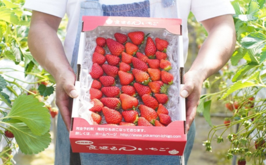 よかもんいちごの朝採りあまおういちご 1kg