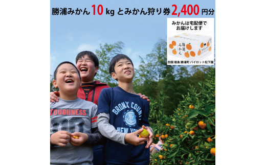 パイロット松下園 勝浦みかん 10kg＋みかん狩り券 2400円分 1084356 - 徳島県勝浦町