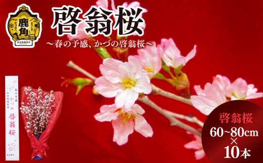 《先行予約》啓翁桜（60～80cm×10本