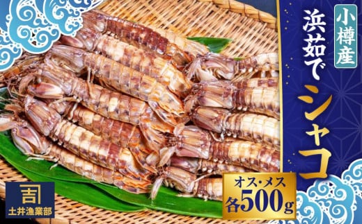 小樽産 漁師直送 浜茹で シャコ (冷凍) オス・メス 各500g 計1kg(各8匹～) 679031 - 北海道小樽市