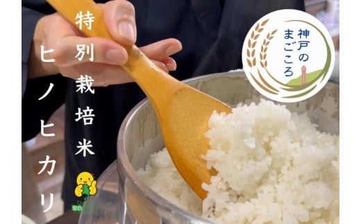 特別栽培米　神戸のまごころ　ヒノヒカリ 精米 5kg 1083781 - 兵庫県神戸市