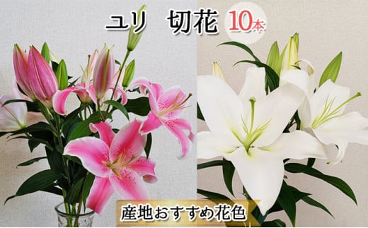 フラワーファーム しろねのユリ 切花10本（産地おすすめ花色）10月発送 713150 - 新潟県新潟市